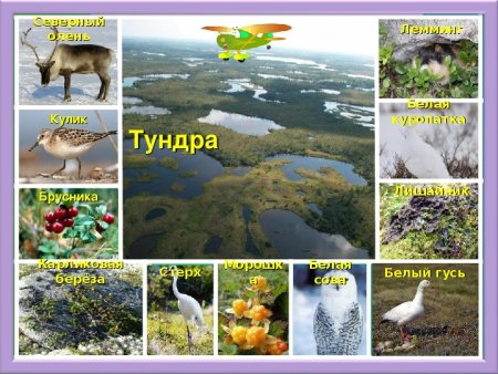 Тайга для детей