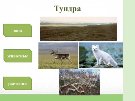 Арктика детские рисунки