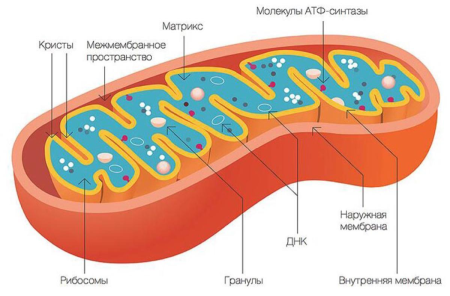Структура клетки митохондрии