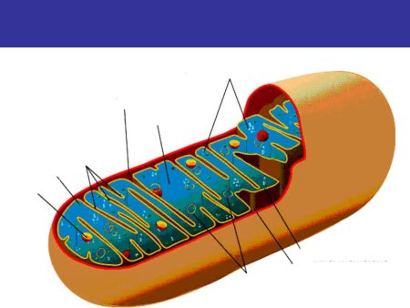 Строение митохондрии эукариотической клетки