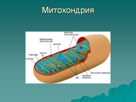 Строение митохондрии эукариотической клетки
