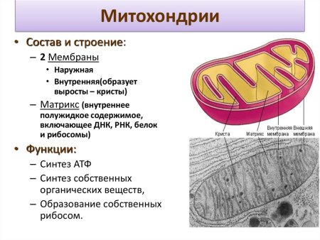 Митохондрии биология строение