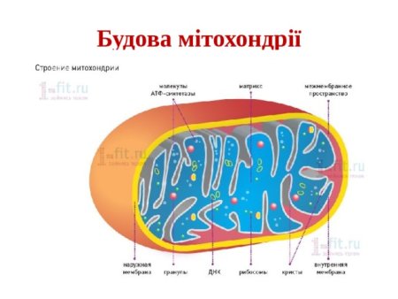 Строение митохондрии рисунок с подписями и функции