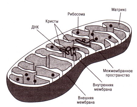 Строение митохондрии клетки