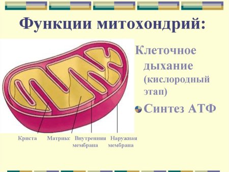 Митохондрии строение и функции кратко