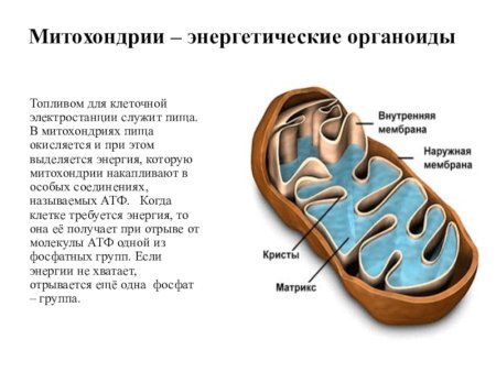 Митохондрии биология строение