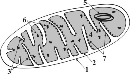 Строение митохондрии