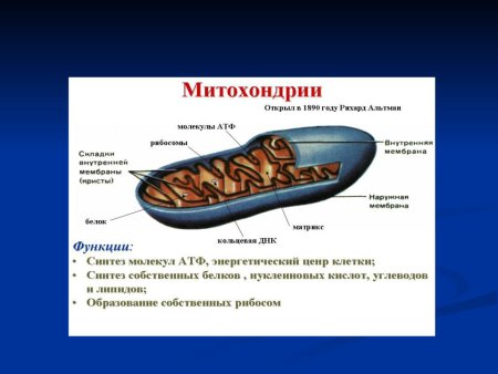 Митохондрии биология строение