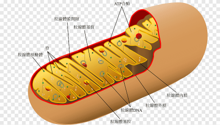 Строение митохондрии растительной клетки