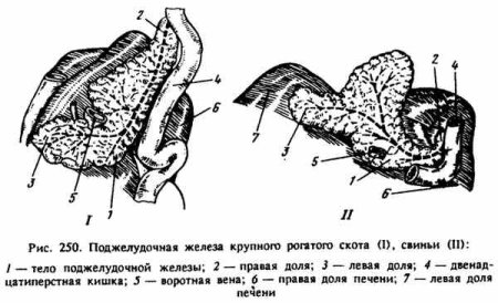 Строение поджелудочной железы КРС