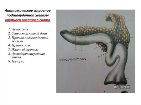 Поджелудочная железа животных