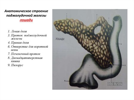 Строение поджелудочной железы лошади