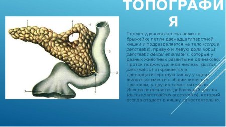 Поджелудочная железа животных анатомия строение
