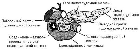 Поджелудочная железа животных анатомия строение