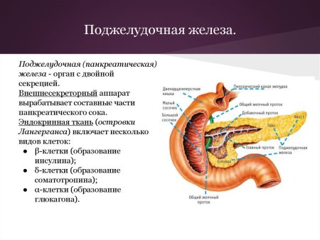 Функции поджелудочной железы у животных