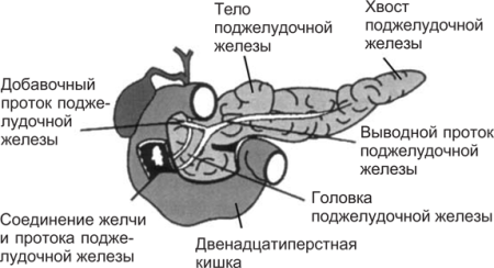 Строение и функция поджелудочной железы у животных