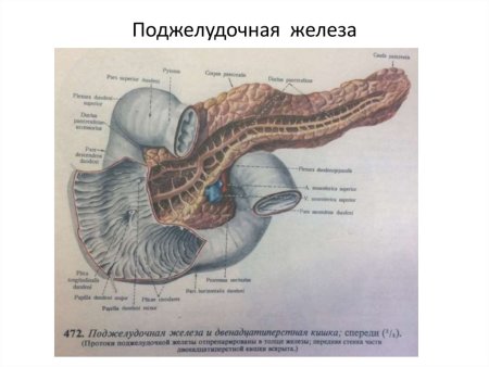 Железы 12 перстной кишки
