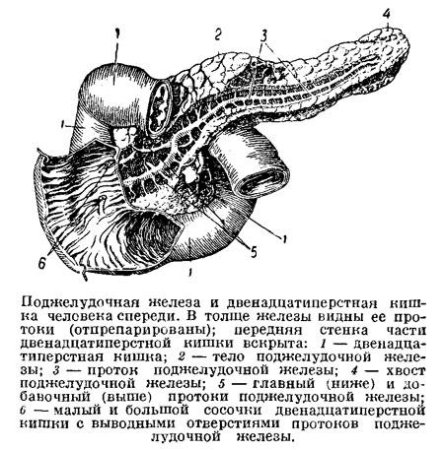 Строение поджелудочной железы КРС