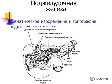 Схематическое изображение поджелудочной железы, вид спереди