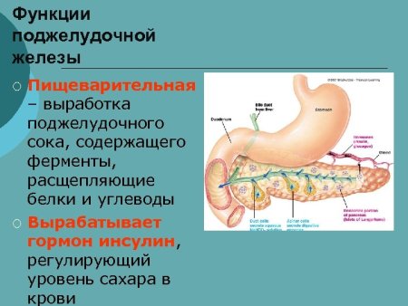 Эндокринная система поджелудочная железа строение