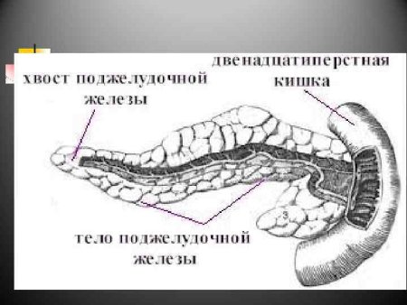 Поджелудочная железа животных анатомия