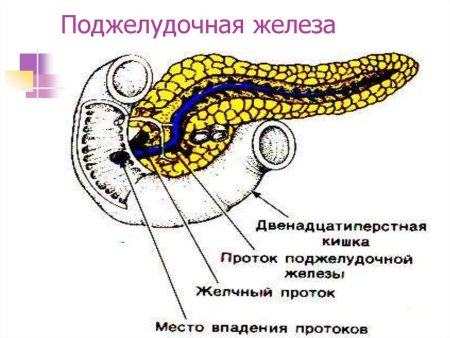 Поджелудочная железа КРС