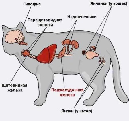 Строение эндокринной системы животных