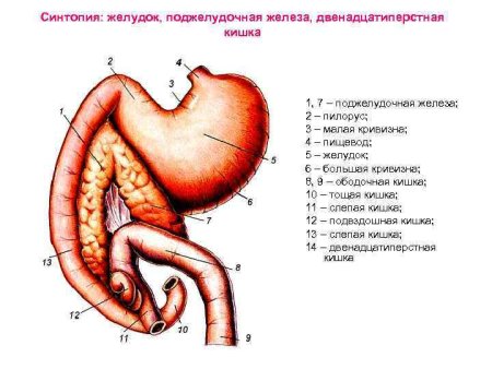 Анатомия желудка и 12-перстной кишки