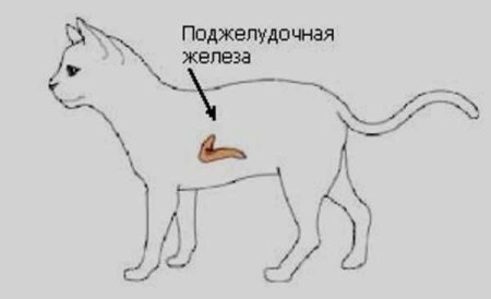 Строение поджелудочной железы собаки