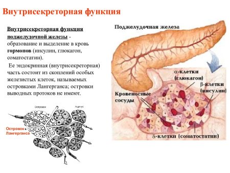 Внутрисекреторная функция поджелудочной железы