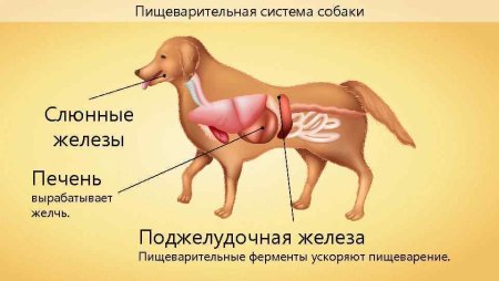 Система органов пищеварения собаки