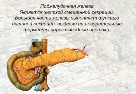 Выводные протоки поджелудочной железы