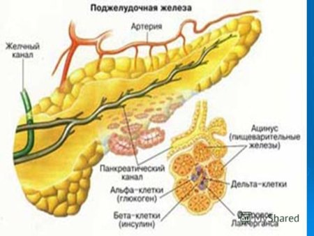 Поджелудочная железа собаки анатомия
