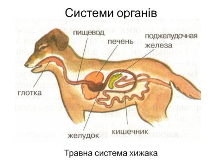 Система органов пищеварения собаки