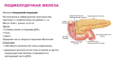 Поджелудочная железа вид сзади