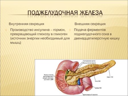 Поджелудочная железа внутренней секреции