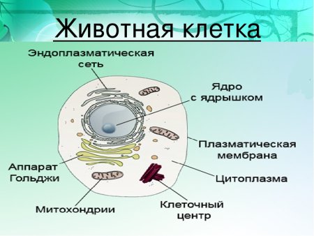 Строение клетки животного