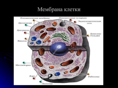 Строение клетки гистология