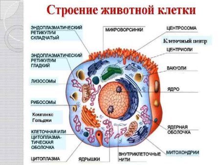 Строение живой клетки 7 класс