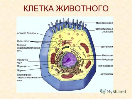 Биология строение животной клетки