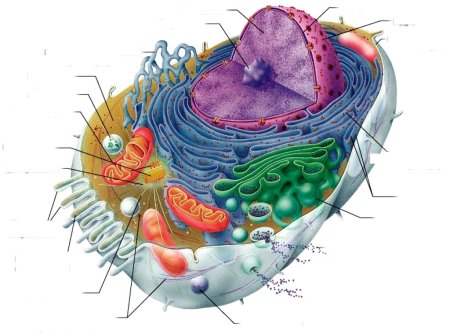 Строение эукариотической клетки животного