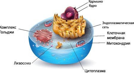 Клетка человека строение и функции рисунок