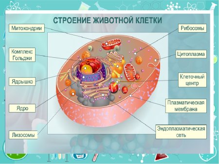 Клетка биология строение