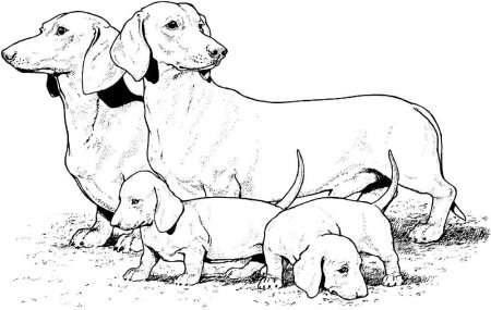 Раскраска такса