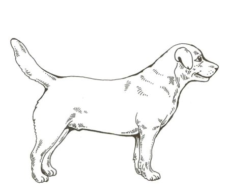 Раскраски животных домашних собак