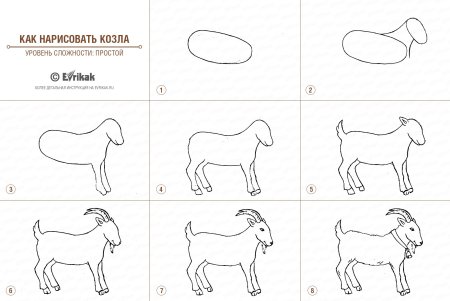 Как нарисовать козлика пошагово