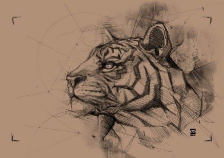 Тигр скетч
