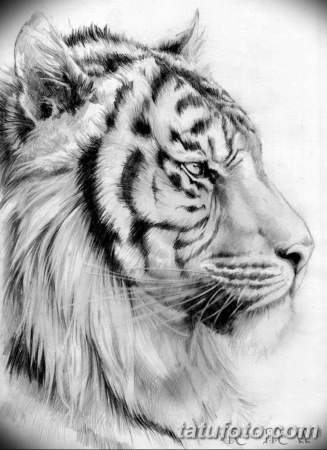 Тигр карандашом