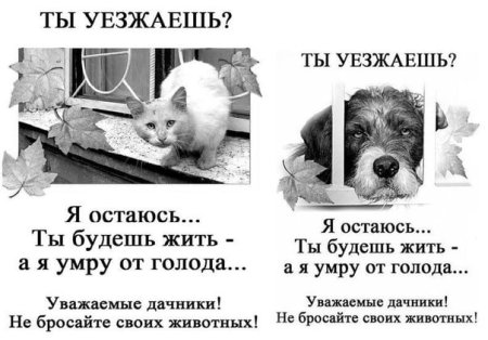 Не бросайте животных на дачах