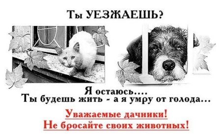 Не бросайте животных на дачах